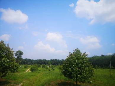 Raub Sungai Ruan | Bentong | Pahang | Durian Farm for sale !!