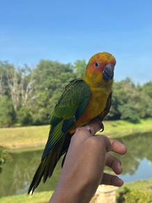 Burung sun conure jinak parrot bird