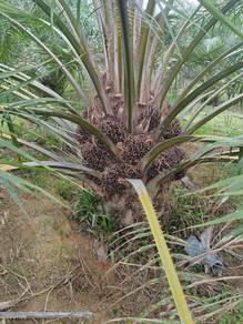 Agricultural-Land-for-sale-Sungai-Siput-Perak