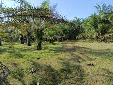 Agricultural-Land-for-sale-Kuala-Langat-Selangor