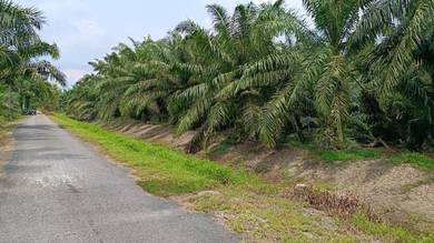 Tanah Pertanian @ Mukim Sg Balang,Muar, Johor