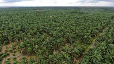 Agricultural-Land-for-sale-Sabak-Bernam-Selangor