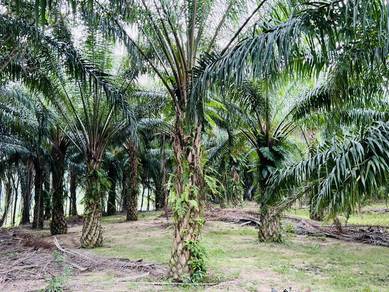 Freehold oil palm Jasin for sale