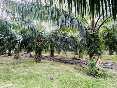 Freehold oil palm Jasin for sale