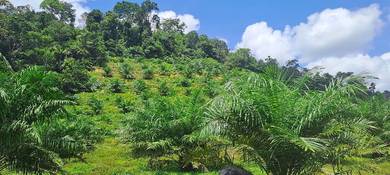 Agricultural-Land-for-sale-Lanchang-Pahang
