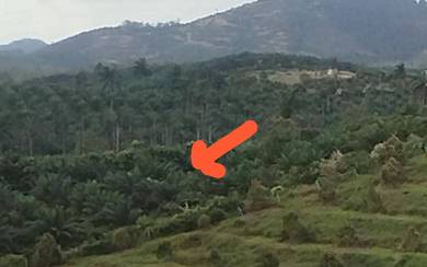 Agricultural-Land-for-sale-Bentong-Pahang