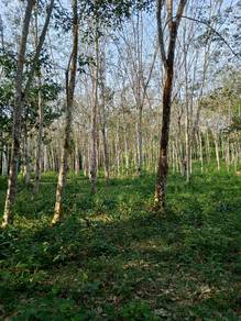 Agricultural-Land-for-sale-Sik-Kedah