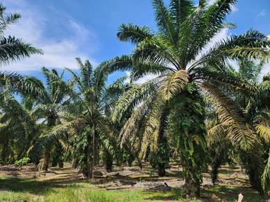 Agricultural Land (Zoning Residential Land) Mukim Sri Gading
