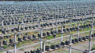 Agricultural-Land-for-rent-Telok-Panglima-Garang-Selangor