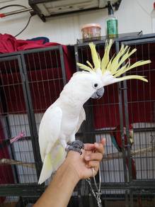 Burung cockatoo jinak parrot bird