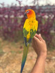 Burung sun conure jinak parrot bird