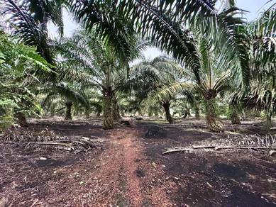 Pekan Nanas 9 acres Agriculture Land Oil Palm Land For Sale