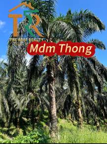 Oil palm |21.96 acre | for sale