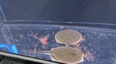 Freshwater Stingray Ikan Pari Aqaurium