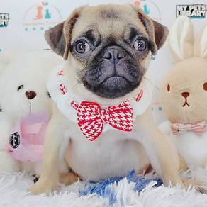 Super Fatty Pug Puppy Dog Pet *MJ152