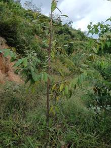 Agricultural-Land-for-sale-Bentong-Pahang
