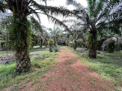Simpang Renggam 5 acres Agricultural Land Oil Palm