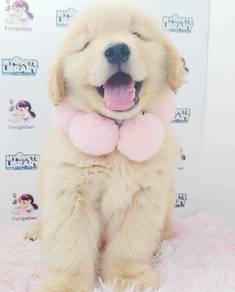 Big Little Big Dog Golden Retriever Puppies *MJ151