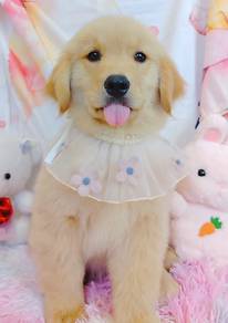 Big Little Big Dog Golden Retriever Puppies *MJ151