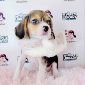 Hunting Beagle Pet Doggy Puppies *MJ442