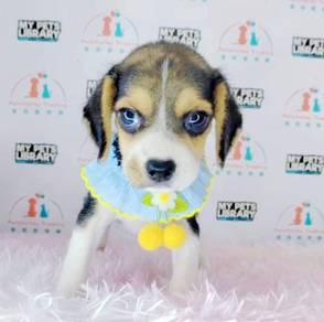 Hunting Beagle Pet Doggy Puppies *MJ443