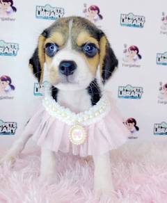 Hunting Beagle Pet Doggy Puppies *MJ444