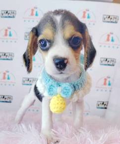 Hunting Beagle Pet Doggy Puppies *MJ445