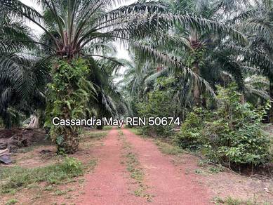 Freehold Agricultural Land Tiang Dua Merlimau Jasin Oil Palm Trees