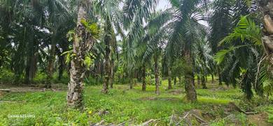 Agricultural-Land-for-sale-Sungai-Siput-Perak