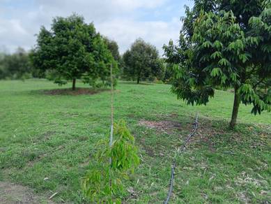 Agricultural-Land-for-sale-Bentong-Pahang