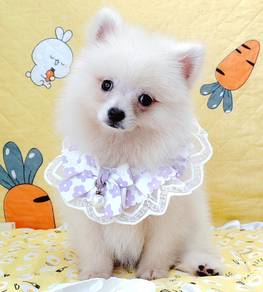 Pomeranian