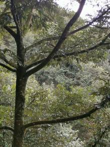 Agricultural-Land-for-sale-Bentong-Pahang
