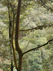 9-Acre💥Bentong Highland💥Durian Orchard (400+ Mature Trees)💥Pahang