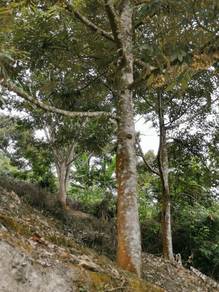 9-Acre💥Bentong Highland💥Durian Orchard (400+ Mature Trees)💥Pahang