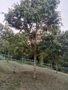 Agricultural-Land-for-sale-Raub-Pahang