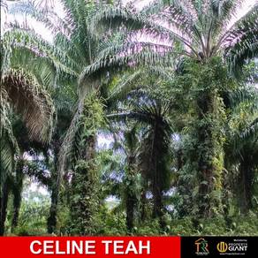 Telupid | Beluran | Kota Kinabalu | Tongod palm oil land for sale
