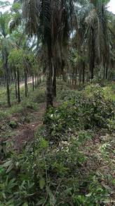 Agricultural-Land-for-sale-Raub-Pahang