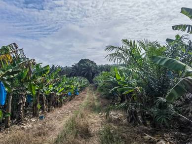Kluang Simpang Renggam 7.65acres Agriculture Land For sale