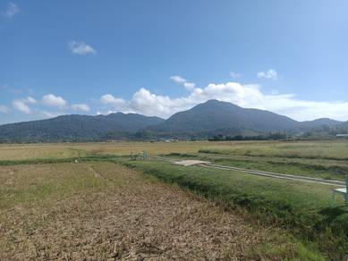 Tanah view cantik sawah bendang, tepi jalan utama, Langkawi
