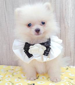 Pomeranian