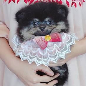 Pomeranian