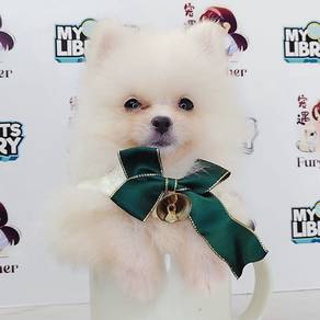 Pomeranian