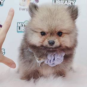 Pomeranian
