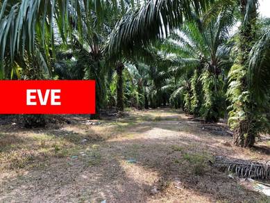 Agricultural-Land-for-sale-Bedong-Kedah
