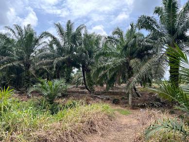 Agricultural-Land-for-sale-Pontian-Johor