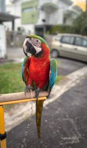 Burung harlequin macaw parrot bird