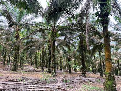 Paloh Kluang Johor 7.7 Ac Freehold Palm Oil Natural River Slope Land