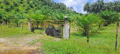 Agricultural-Land-for-sale-Lanchang-Pahang