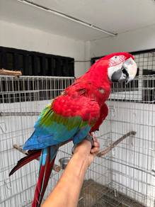Burung greenwing macaw parrot bird