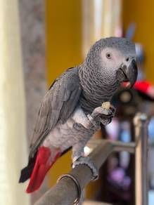 Burung congo african grey parrot bird